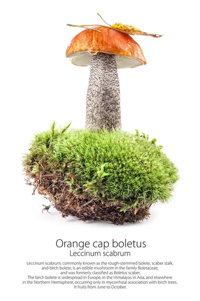 Orange cap boletus (Leccinum scabrum) mushroom on moss isolated on white background — Stock Image Orange Cap Boletus Leccinum Scabrum Mushroom Moss Isolated White Background Stock Picture