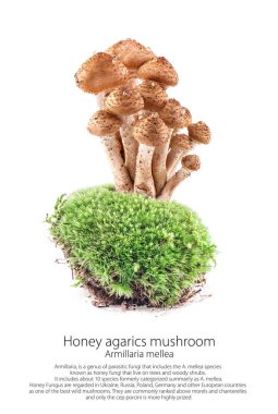 Agarics (Armillaria mellea) yosun beyaz arka plan üzerinde izole bir orman sahne üzerinde mantar tatlım