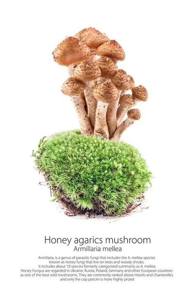 蘑菇蜂蜜伞 蜜环菌 在青苔在森林场面 被隔绝在白色背景 — 图库照片