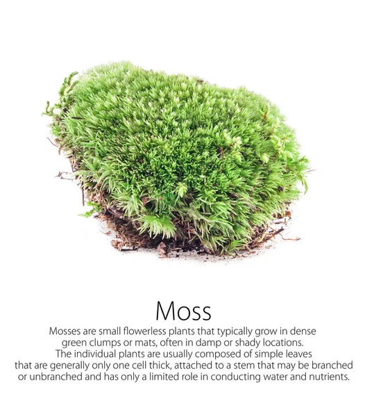 Grön Mossa Isolerad Vit Bakgrund — Stockfoto