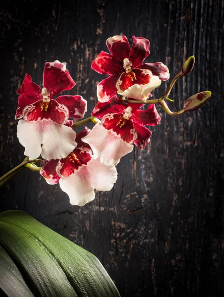 Fondo Madera Negro Con Cambria Orquídea — Foto de Stock