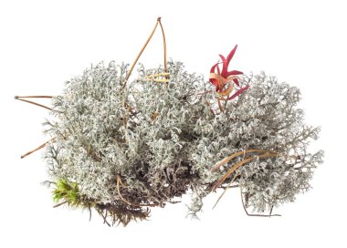 Beyaz arka plan üzerinde izole Ren geyiği liken (Cladonia rangiferina)