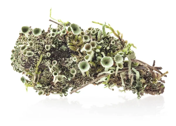 Lichen Cladonia Chlorophaea Mealy Pixie Cup Líquen Isolado Fundo Branco — Fotografia de Stock