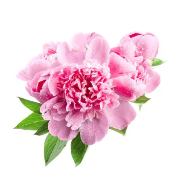 pembe peonies üzerinde beyaz izole