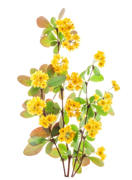 Blommor Berberis Med Blad Isolerad Vit Bakgrund — Stockfoto