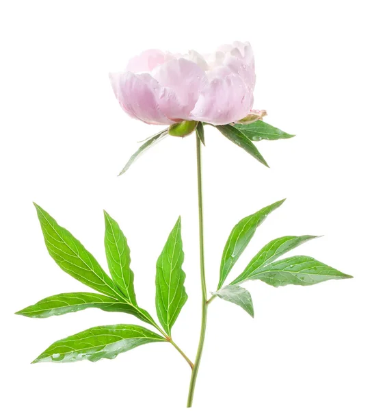 Pfingstrose Blume Isoliert Auf Weiß — Stockfoto