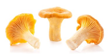 Beyaz arka plan üzerinde izole yenilebilir yabani mantar Cantharellus cibarius (Cantharellus cibarius)