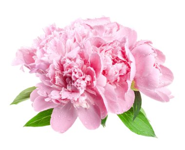 pembe peonies üzerinde beyaz izole