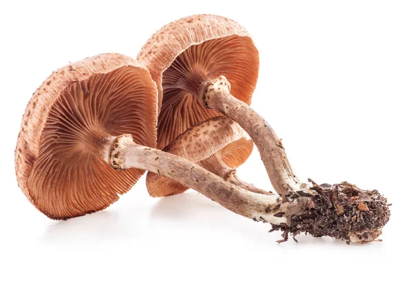 Mushrooms Honey Agarics Armillaria Mellea Isolated White Background Closeup — Stock Photo, Image