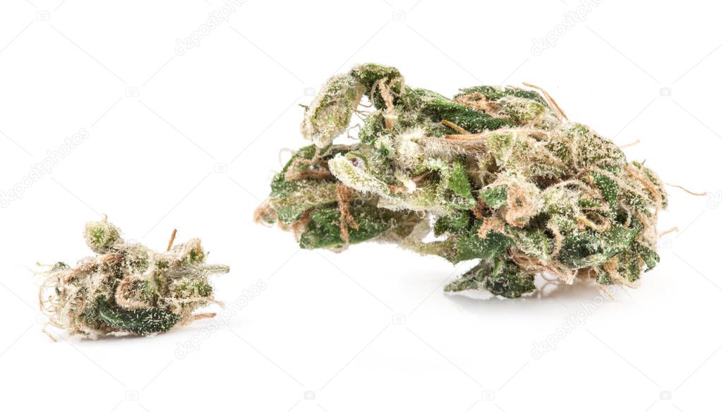 Medical marijuana isolated on white background. Therapeutic and medicinal cannabis
