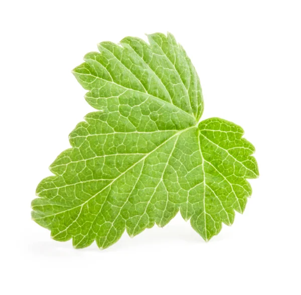 Beyaz arka plan üzerinde izole blackcurrant yaprak