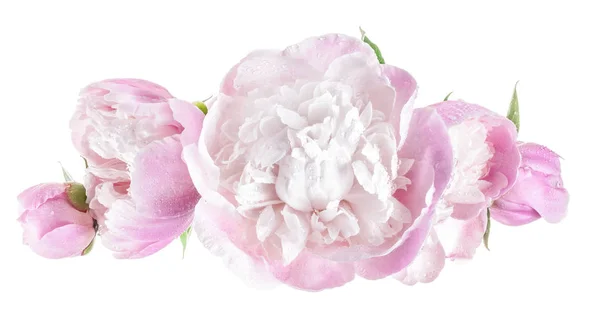 Peony Geïsoleerd Wit — Stockfoto