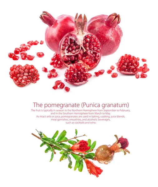 Pomegranate fruits isolated on white background — Stock Photo, Image