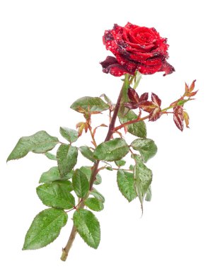 kırmızı gül beyaz arkaplanda izole