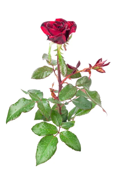 Rosa vermelha isolada no fundo branco — Fotografia de Stock