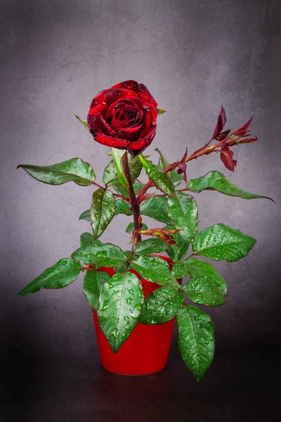 Rote Rose auf grauem Hintergrund — Stockfoto