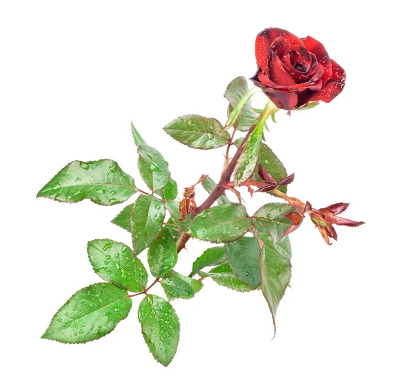 Vörös rózsa elszigetelt fehér háttér — Stock Fotó