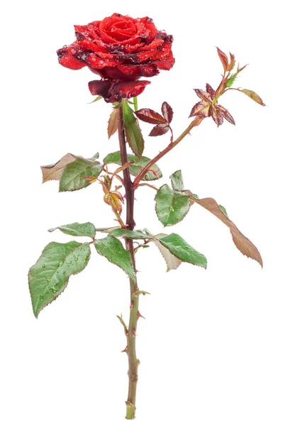 Κόκκινο τριαντάφυλλο απομονωμένο σε λευκό φόντο — Φωτογραφία Αρχείου