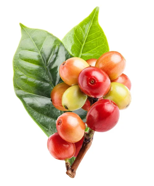 Chicchi di caffè rosso su un ramo di albero del caffè, maturi e acerbi ber — Foto Stock