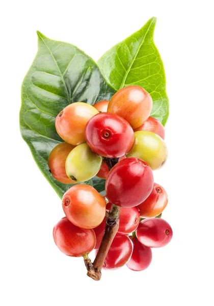 Rode koffie bonen op een tak van koffie boom, rijpe en onrijpe ber — Stockfoto
