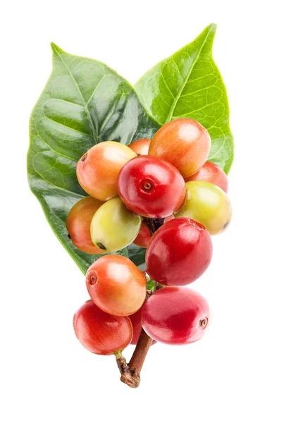 Красные кофейные зёрна на ветке кофейного дерева, спелые и незрелые — стоковое фото