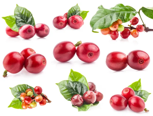 Collection Red Coffee Beans Isolated White Background — Stock Photo, Image