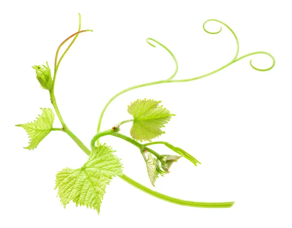 Čerstvé zelené hroznové listy izolované na bílém pozadí — Stock fotografie