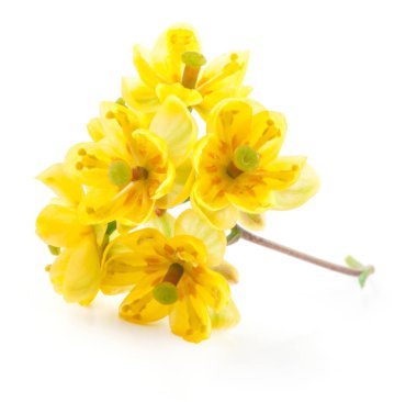 Beyaz arka plan üzerinde izole barberries çiçekler