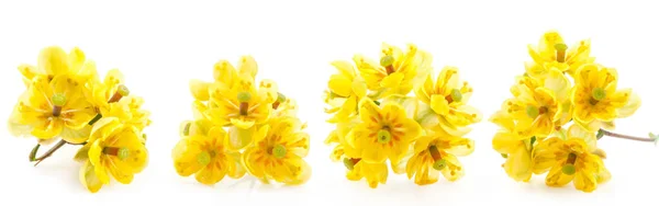 Conjunto de flores de bayas aisladas sobre fondo blanco —  Fotos de Stock