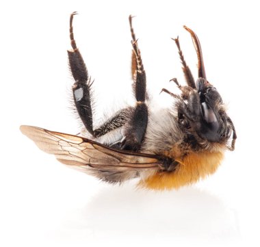 Bumblebee ölü Izole beyaz arka plan üzerinde, closeup