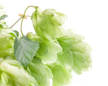 Beyaz arka planda zıplar, yakın çekim