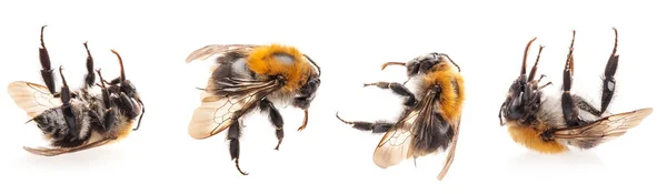Bumblebee jest martwy izolowane na białym tle, zbliżenie — Zdjęcie stockowe