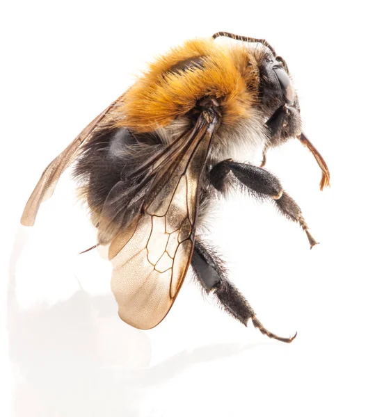 Bumblebee Isolated on white background, macro — Stock Photo, Image