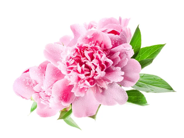 pembe peonies üzerinde beyaz izole