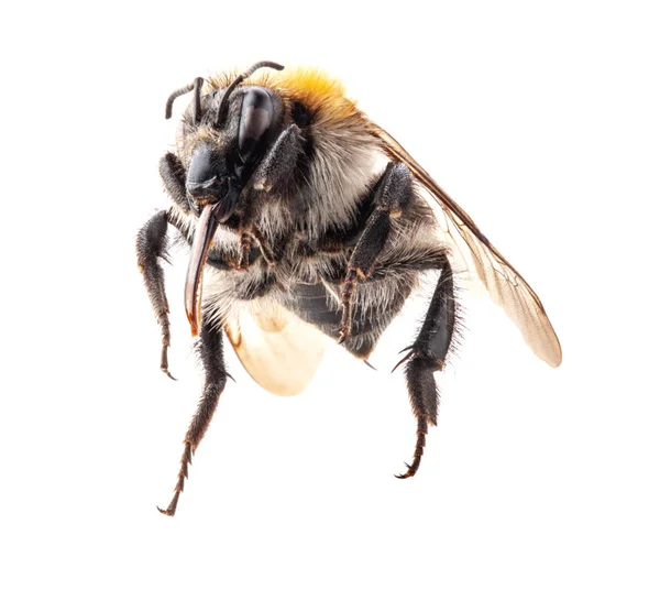 Bumblebee isolado no fundo branco, macro — Fotografia de Stock