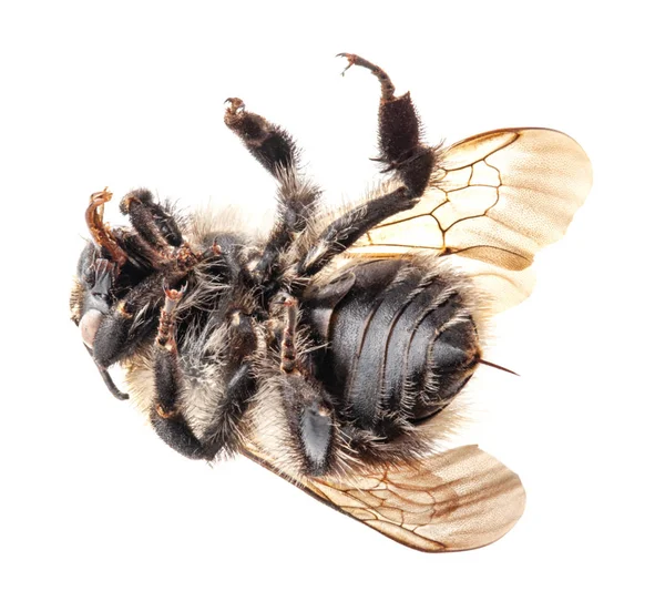 Hummel isoliert auf weißem Hintergrund, Makro — Stockfoto