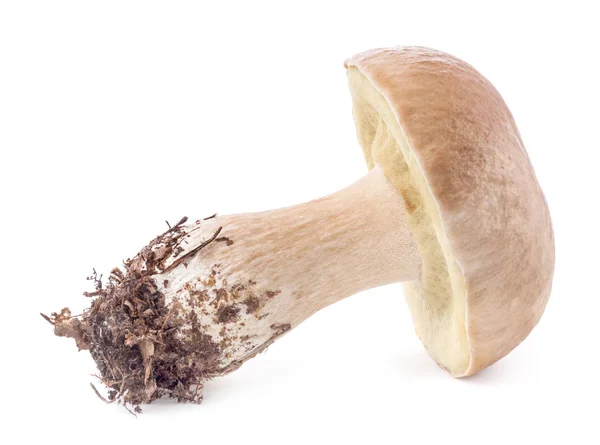 Boletus Edulis cogumelos isolados sobre fundo branco — Fotografia de Stock