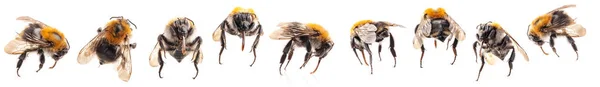 Bumblebee är död isolerad på vit bakgrund, närbild — Stockfoto