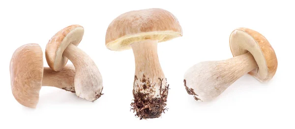 Funghi boletus edulis isolati su fondo bianco — Foto Stock