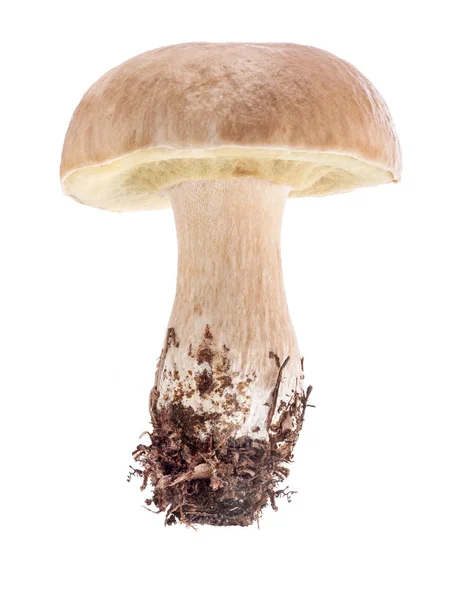 Boletus Edulis cogumelos isolados sobre fundo branco — Fotografia de Stock
