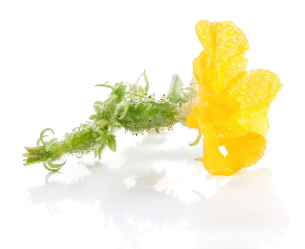 Pequeno pepino com flor em isolado em branco — Fotografia de Stock