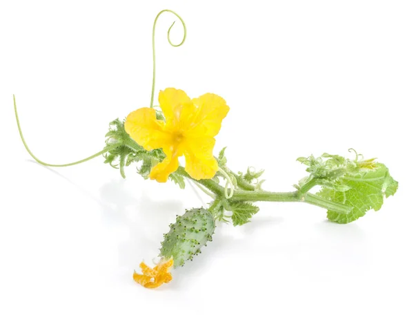 Pequeno pepino com flor em isolado em branco — Fotografia de Stock