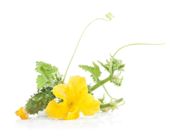 Pequeno pepino com flor em isolado em branco — Fotografia de Stock