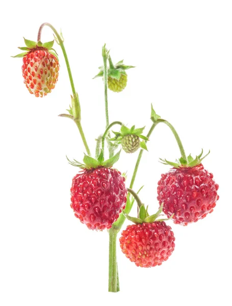 흰색 배경, 매크로에 고립 된 야생 딸기 — 스톡 사진