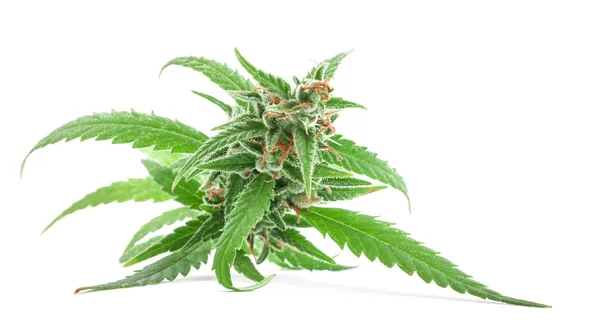 Verse medische marihuana geïsoleerd op witte achtergrond. Therapeuti — Stockfoto