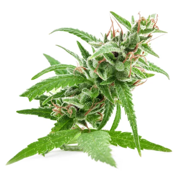 Färsk medicinsk marijuana isolerade på vit bakgrund. Therapeuti — Stockfoto