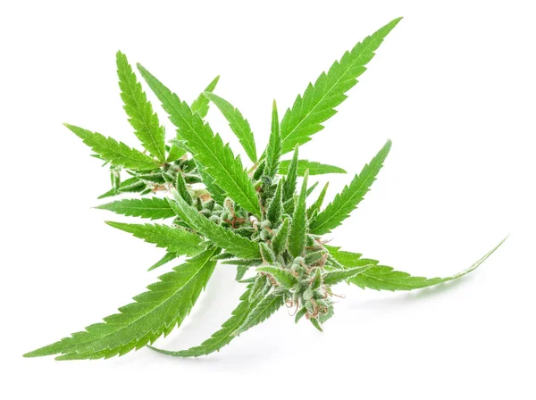 Fresh Medical Marijuana Isolated White Background Therapeutic Medical Cannabis — Stock Photo, Image