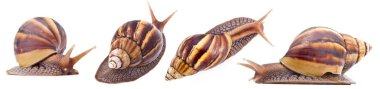 Dev Afrika kara salyangozu (Achatina fulica) beyaz bir b izole