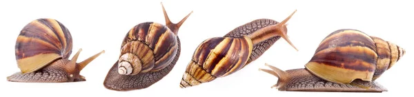 Caracol gigante africano de tierra (Achatina fulica) aislado en una b blanca — Foto de Stock