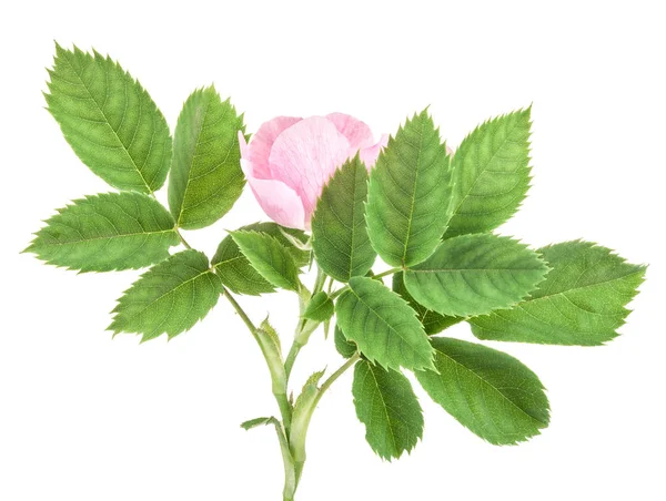 Rose heupen (Rosa canina) bloesem geïsoleerd op witte achtergrond — Stockfoto